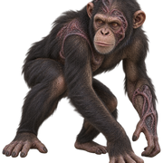 affe1