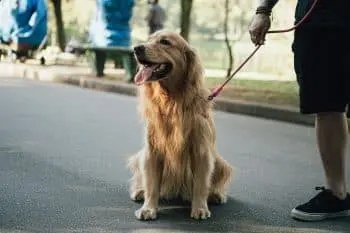 Dogs That Love Meeting New People