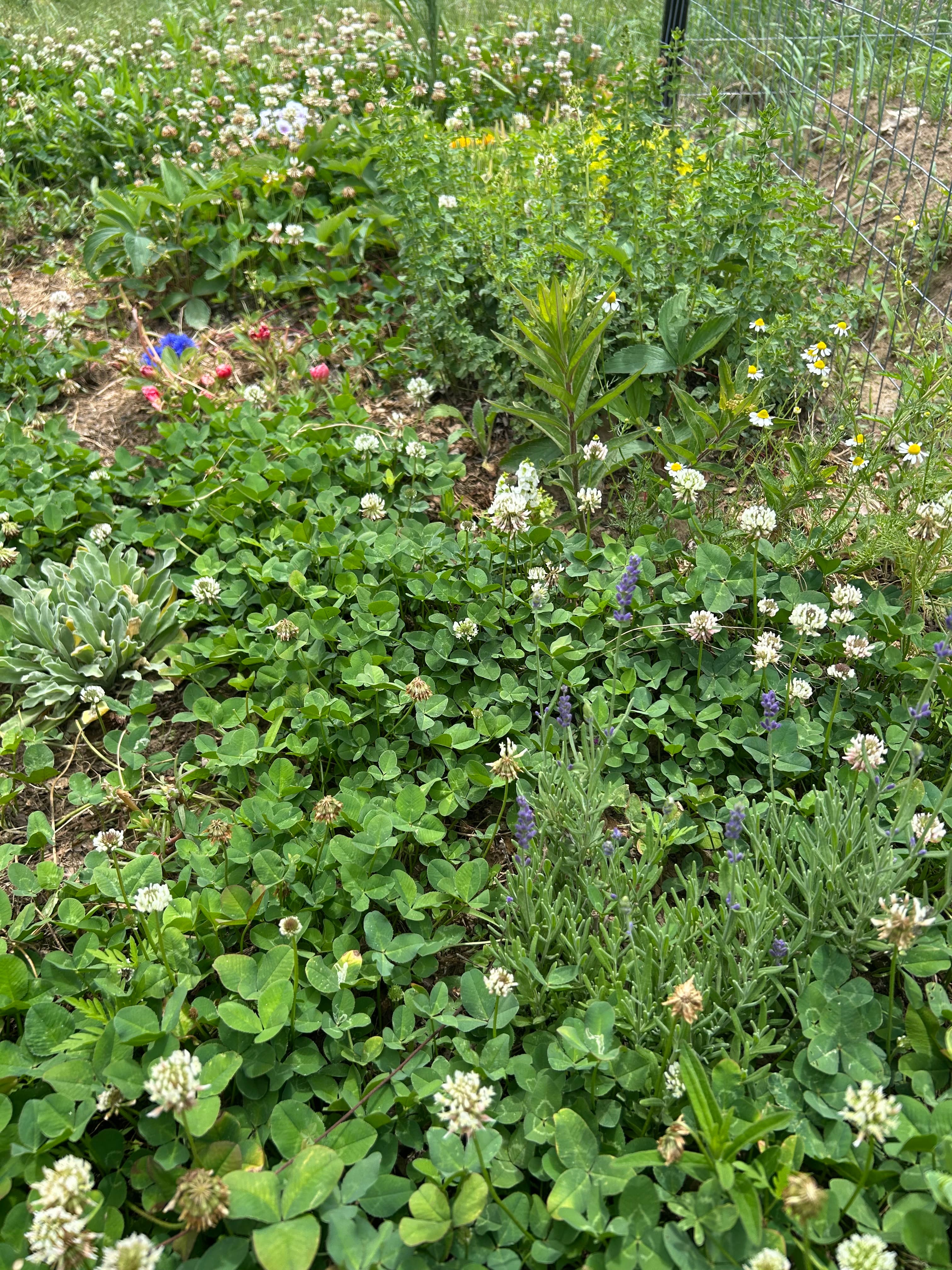 A variety of garden plants