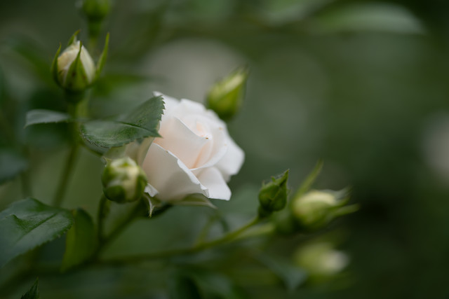 DSC03899 копия