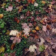 IPB Image