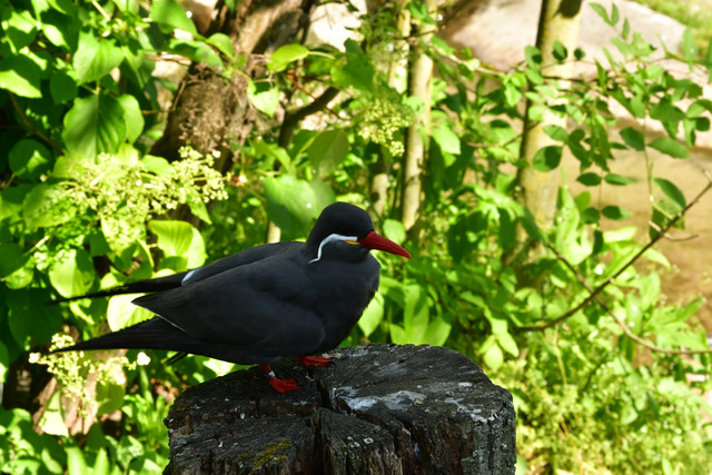 Inca Terns at Copenhagen Zoo