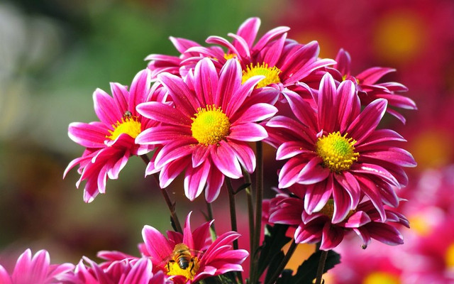 flores bonitas.jpg