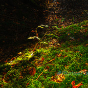 20231011-Alpine-Pixels-62