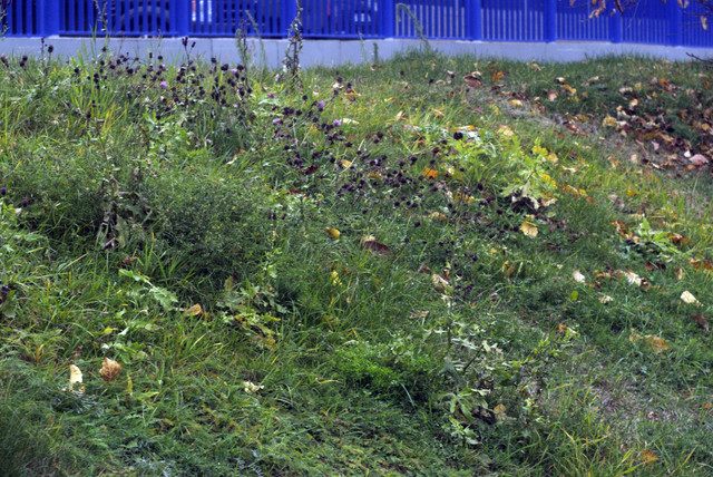 DSC7899.jpg