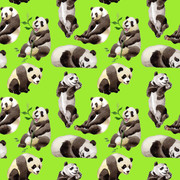 16-Panda