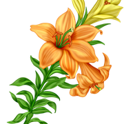 WP-TOS-FLOWER14-Copy