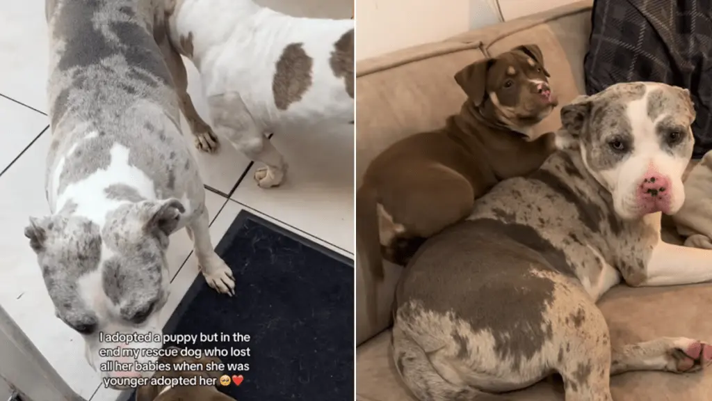 A Rescued Mother Dog Finds Solace with a New Puppy