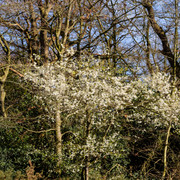 DSF5381