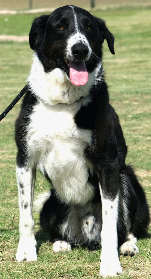 Mixed Breed