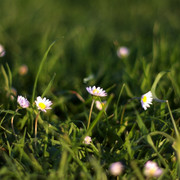 IMGP7598a