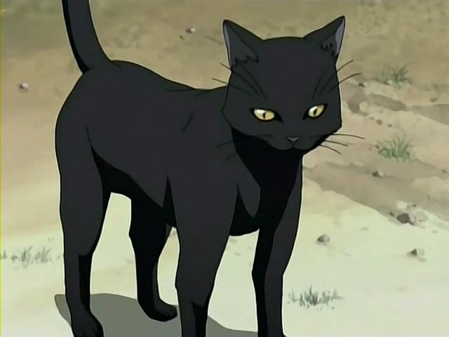 Yoruichi-Cat.jpg