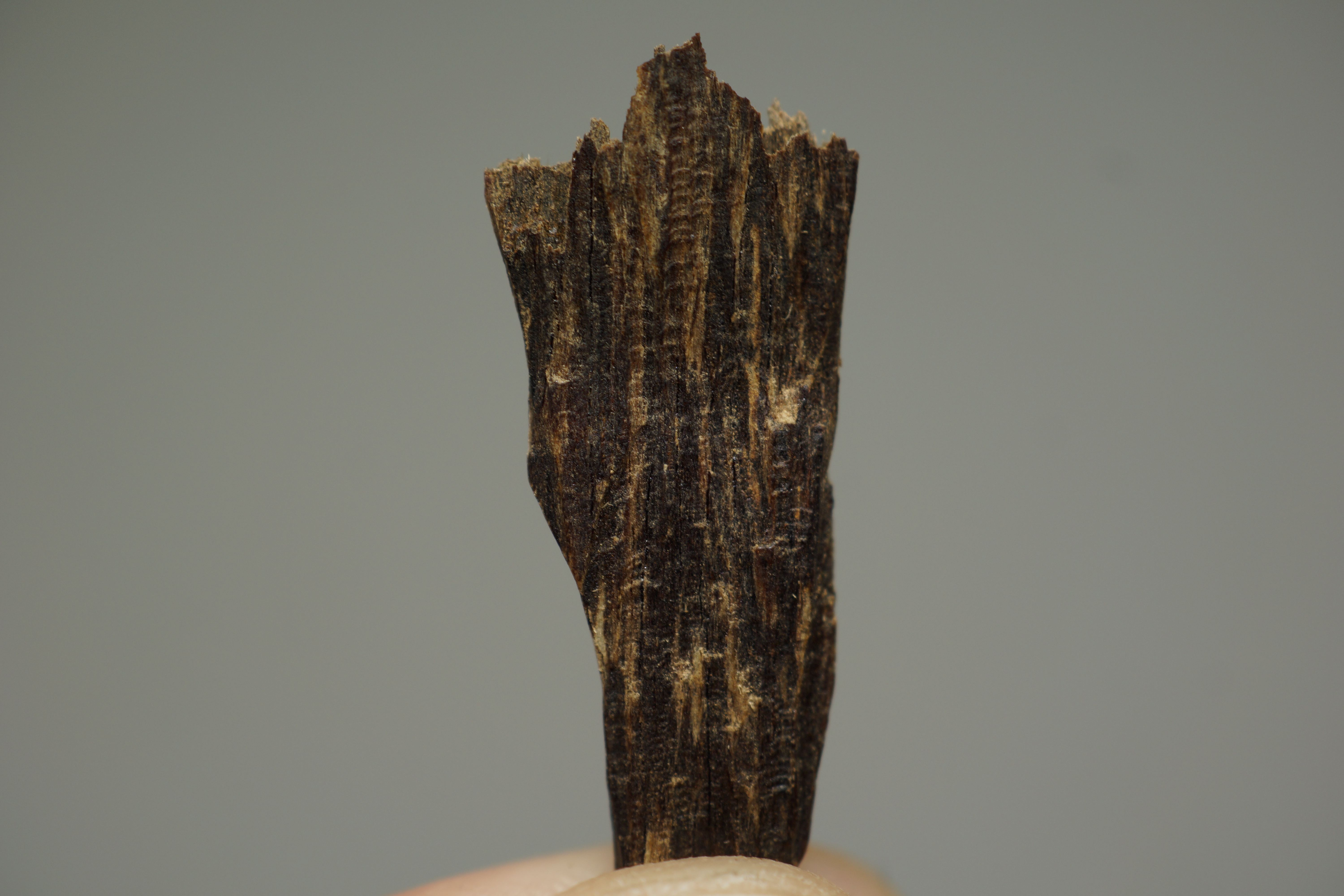 [Ouddict.com] Oud Photos