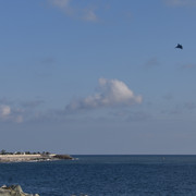 DSC-0355