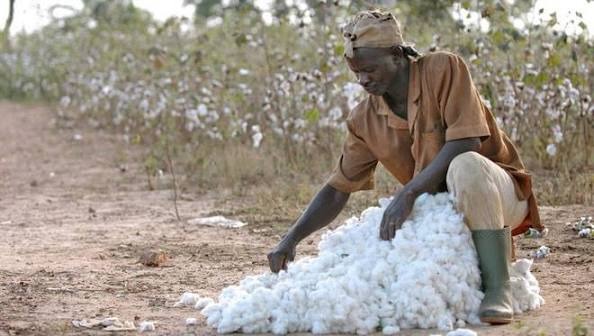 Illustration - Mali : Bamako mise sur le coton transformé pour sortir de la dépendance
