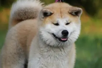 Akita Puppy Health: Key Supplements for Optimal Growth