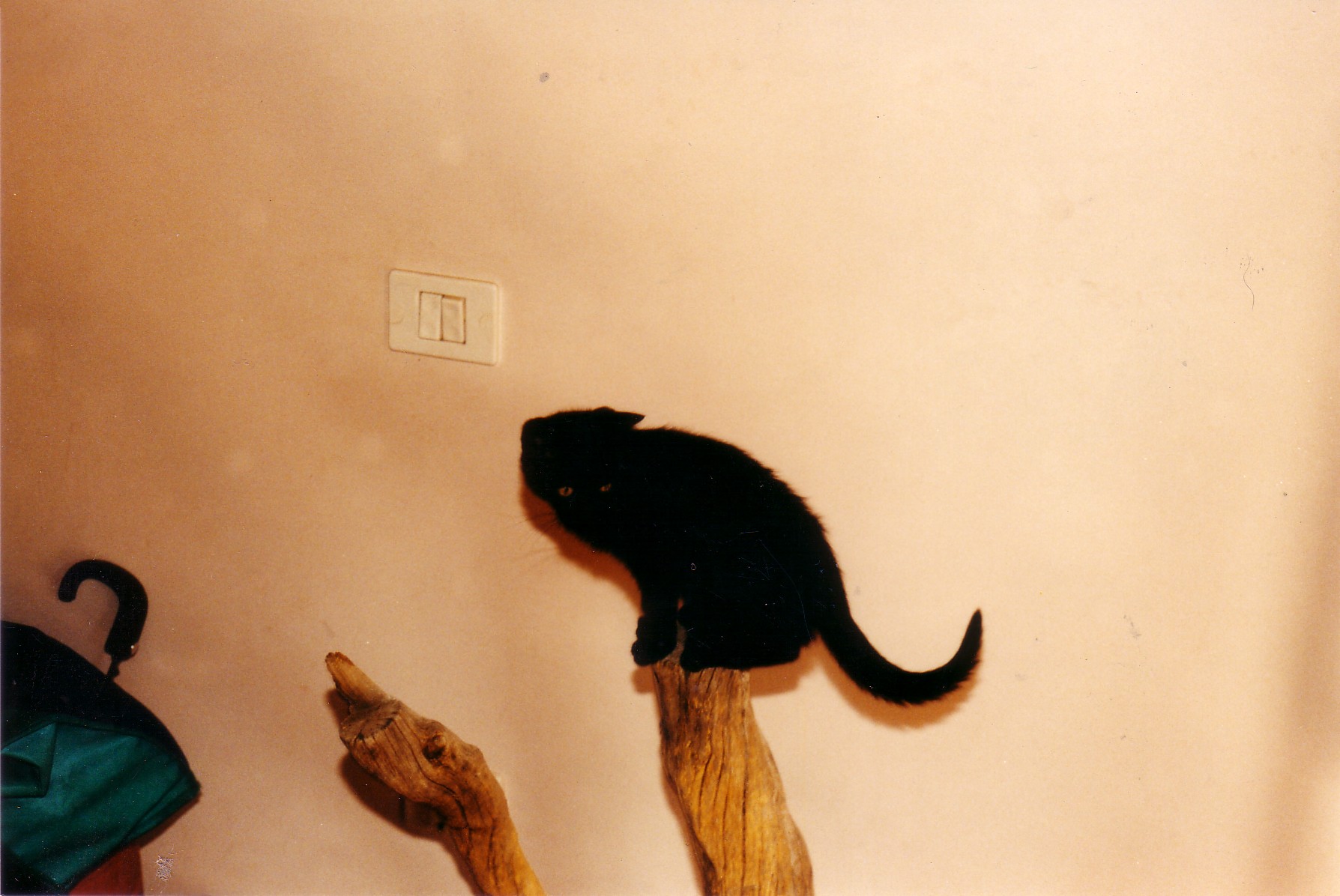 animales-015