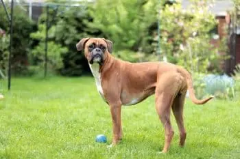 Boosting Boxer Health Through Targeted Immune Support