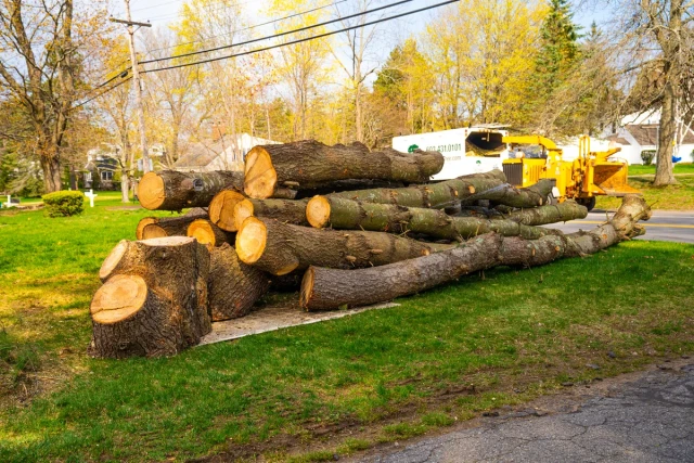 tree removal logs hauled and cleaned up Lilburn