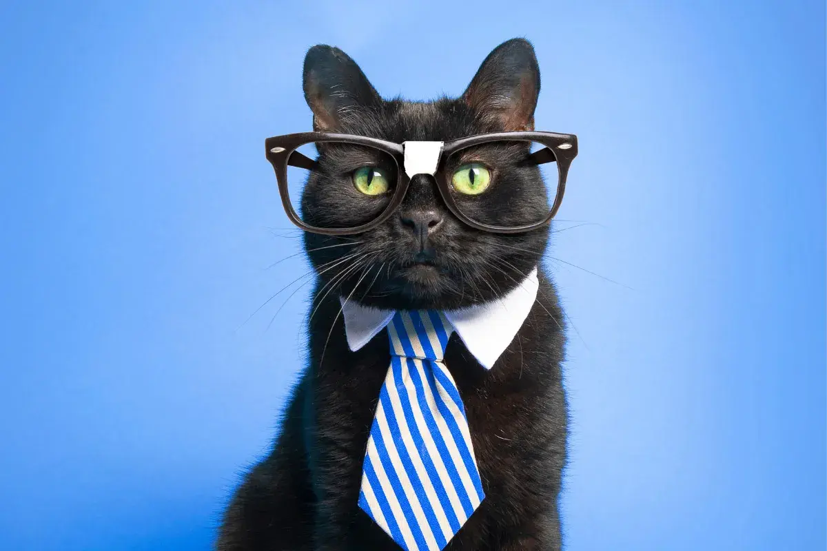 Unveiling the Most Intelligent Feline Breeds