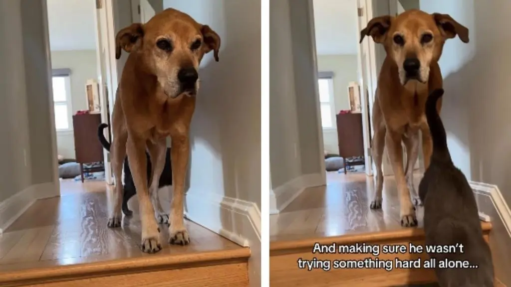 Cat Guides Aging Dog Down Stairs