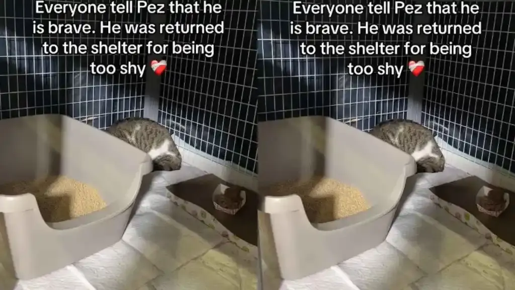 Cat Returned to Shelter for Being 'Too Shy