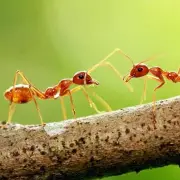 two-red-ant