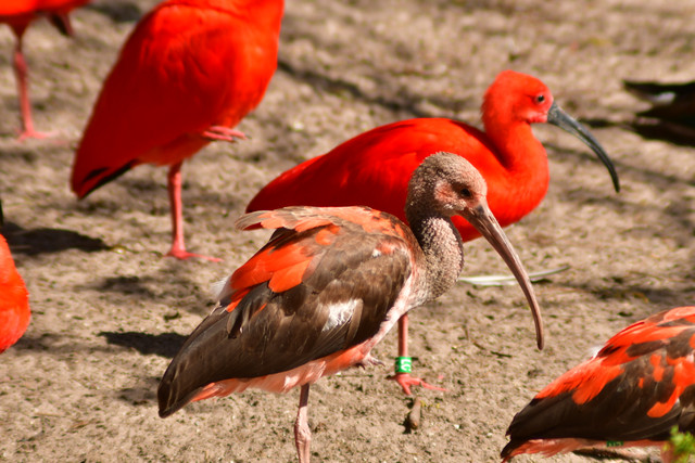 Scarlet Ibis at Copenhagen Zoo