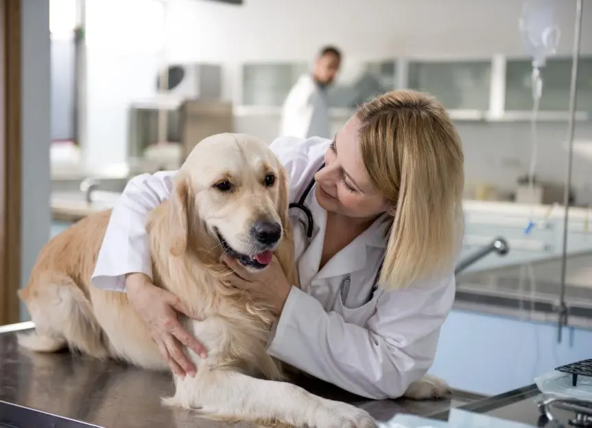 Understanding Thymoma: A Rare Chest Tumor in Dogs