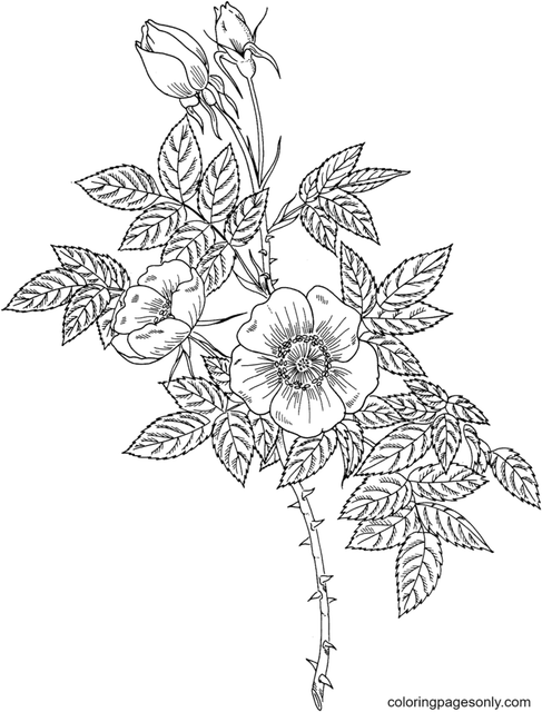Austrian Copper Rose.png