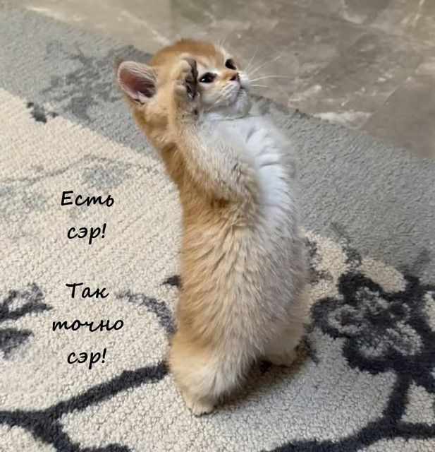 https://i.ibb.co/fVqjrc69/image.jpg