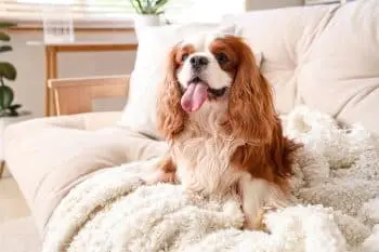 Caring for Your Cavalier's Joints