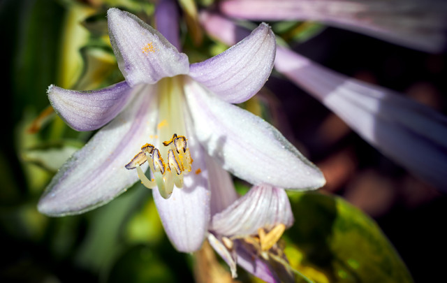 2019-07-Flowers-004.jpg