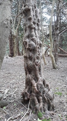028a-Yew-Trunk.jpg