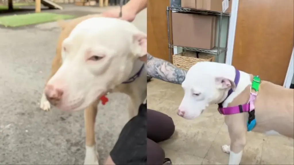 Shelter Dog Finds New Foster Friend