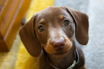 Foods That Can Improve Your Dog's Eyesight