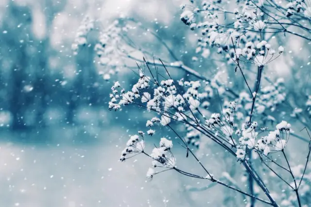hiver neige arbre.webp