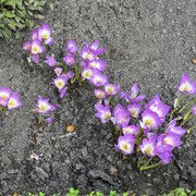 IMG-0651