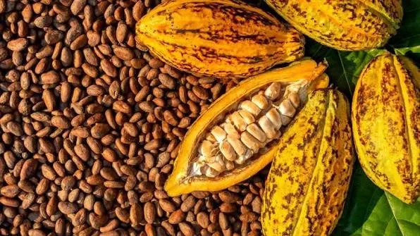 Illustration - Cacao : pendant qu'Accra augmente son prix, Abidjan campe sur le sien