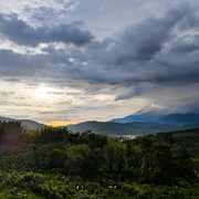 Sabah Tea3