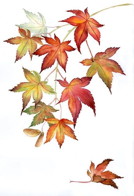 16 maplew