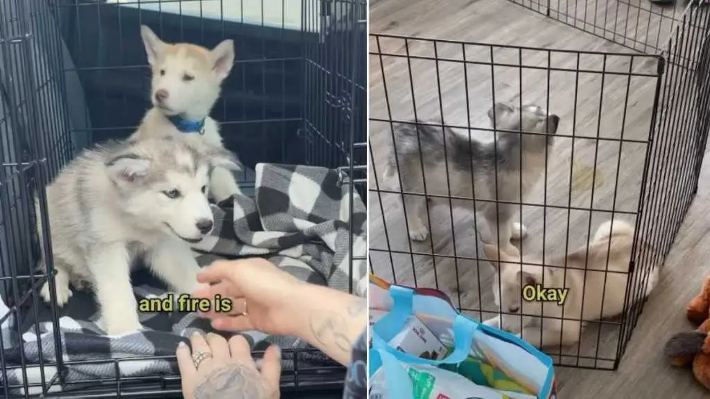 Rescue Dogs Locked in Duffel Bag Find New Life