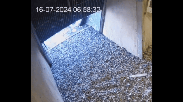 GIF-20240717185531347