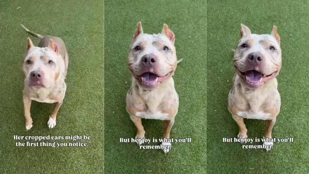 Shelter Dog Overcomes Ear Cropping Stigma, Finds Forever Home