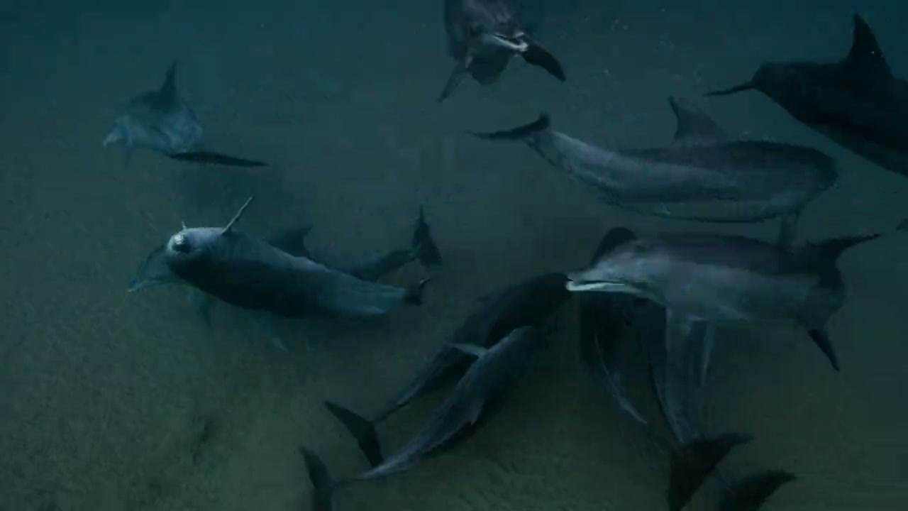 Dolphin Street Screenshot