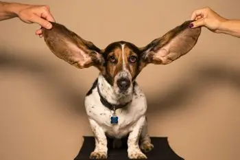Preventing Ear Infections in Dogs with Simple Daily Routines