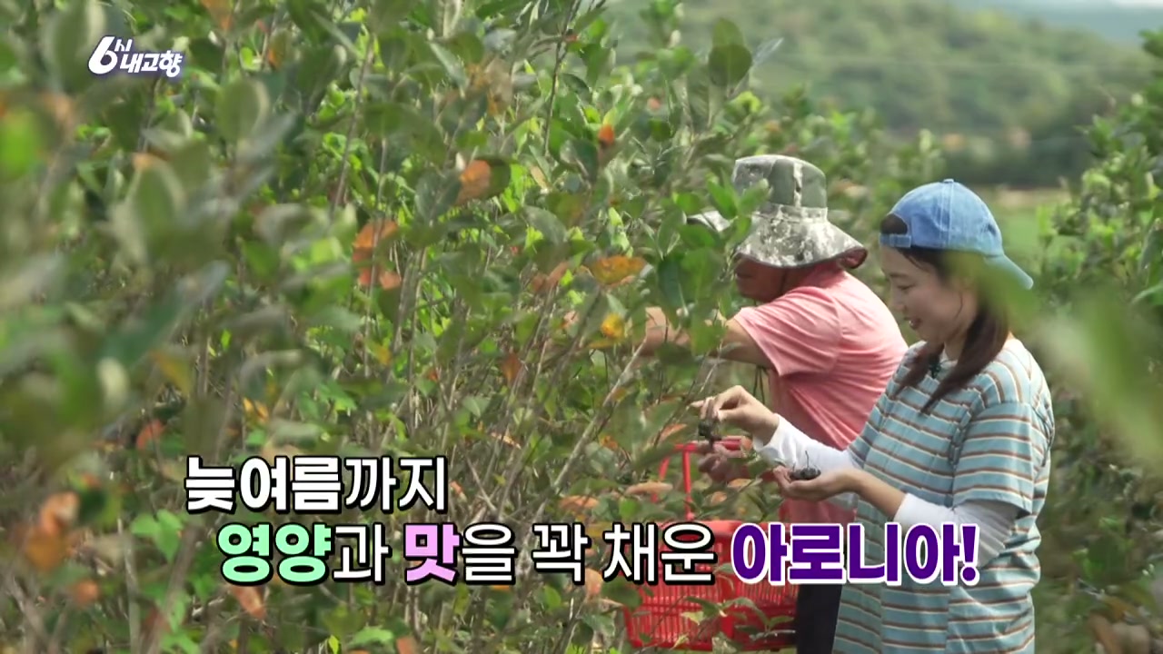 6시내고향 나주 아로니아 캡처