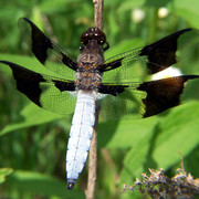 whitetail-dragon