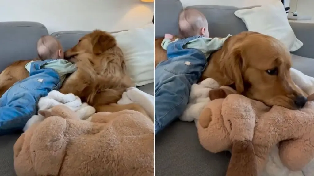 Golden Retriever Becomes Baby's Favorite Pillow in Adorable Video