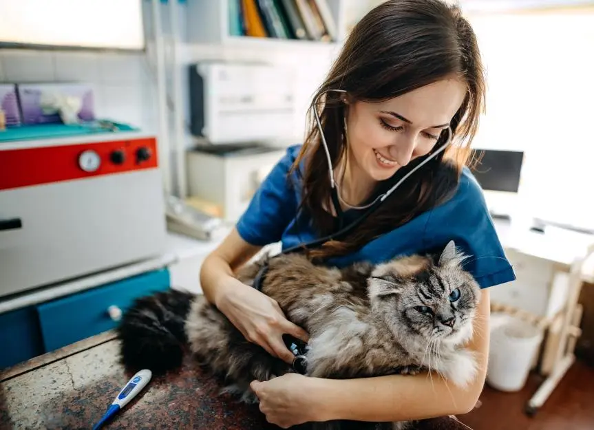 Is Your Cat Vulnerable to Heartworm?